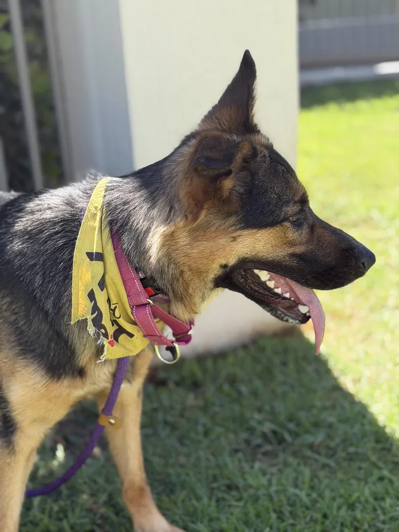 An adult large-sized female Tricolor (Brown, Black, & White) Shepherd dog named Vienna for adoption in Frazier Park, CA