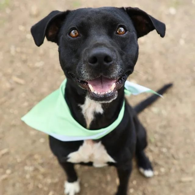 A young medium-sized male American Staffordshire Terrier dog named Dasher for adoption in San Antonio, TX