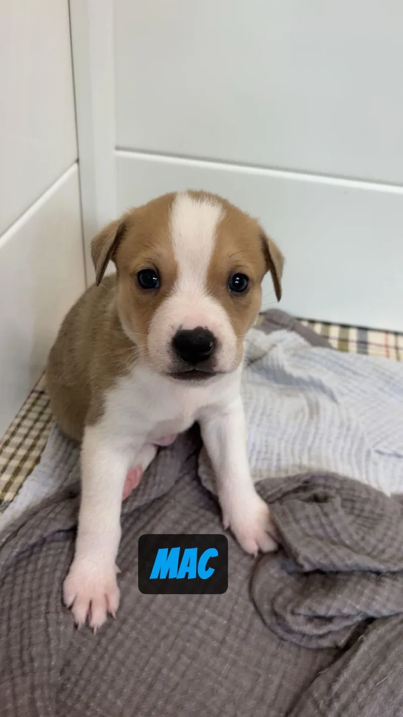 A baby medium-sized male Pit Bull Terrier dog named Mac for adoption in GILBERTS, IL