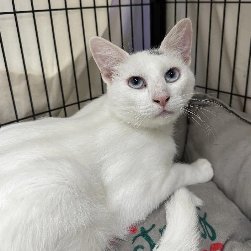 A young medium-sized male White Domestic Short Hair cat named Riesling for adoption in Mount Laurel, NJ