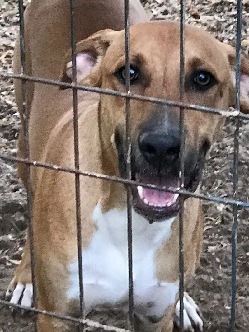 An adult medium-sized male Mixed Breed dog named Marco for adoption in Angleton, TX