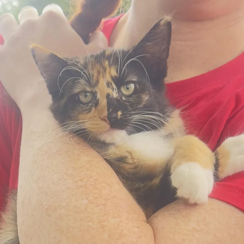 A baby small-sized female Domestic Medium Hair cat named Jillian RJ for adoption in Columbia, MO