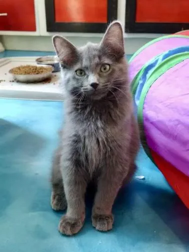 A young small-sized male Gray / Blue / Silver Domestic Medium Hair cat named Fozzie for adoption in Prescott, AZ