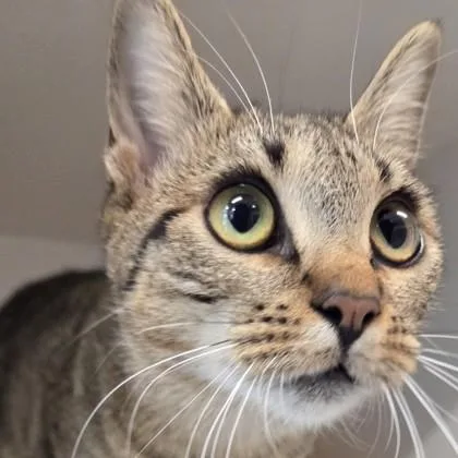 An adult small-sized female Domestic Short Hair cat named Izzie for adoption in Voorhees, NJ