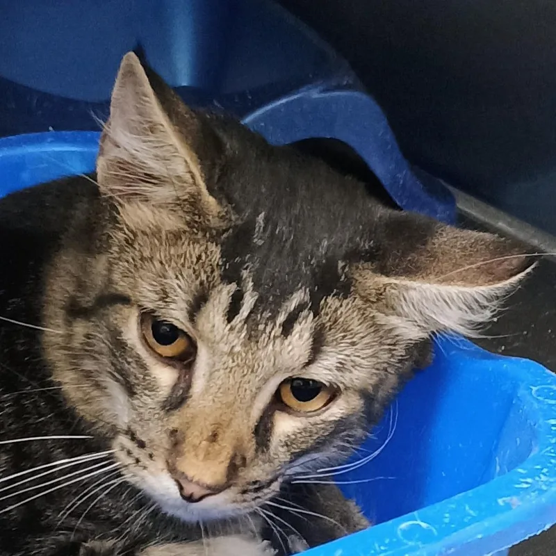 A baby medium-sized male Black Domestic Short Hair cat named Maestro for adoption in Palestine, TX