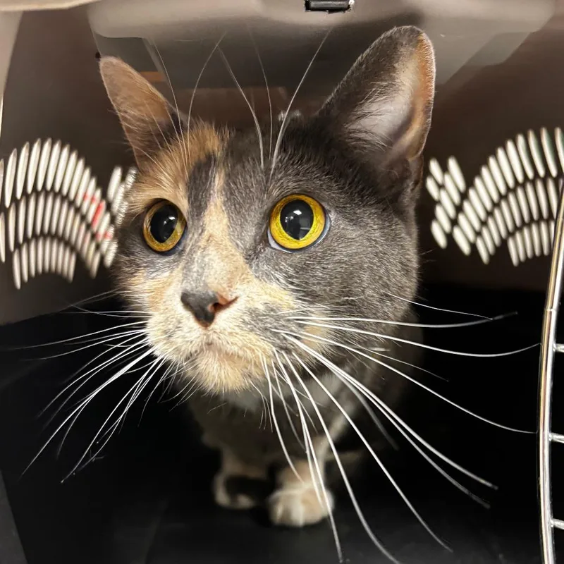 A senior medium-sized female Calico Domestic Short Hair cat named Gerdie Grace for adoption in Ottawa, KS