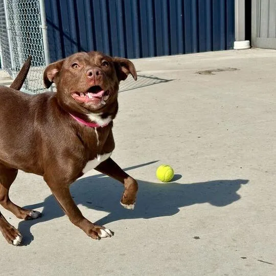 Brownie Points thumbnail 2