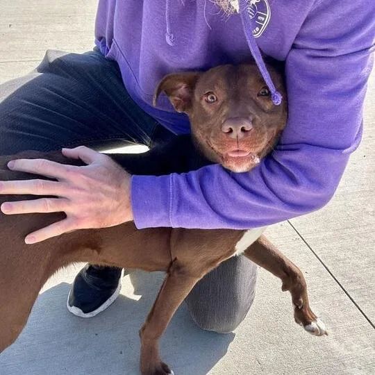 Brownie Points thumbnail 3