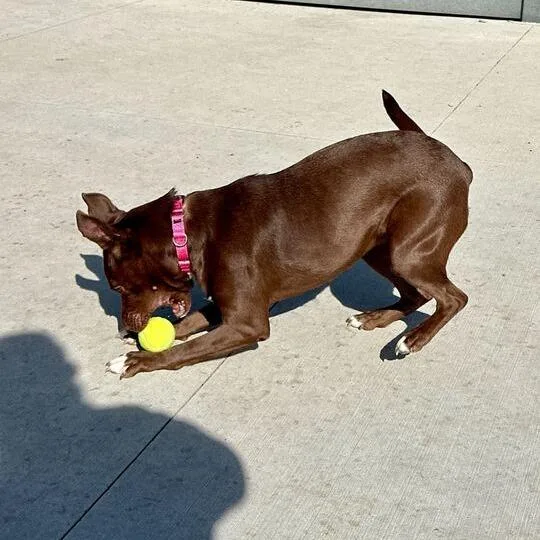 Brownie Points thumbnail 4