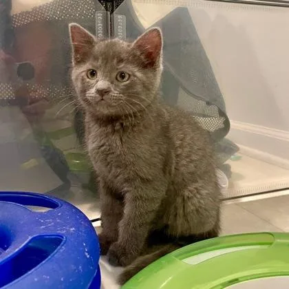 A baby small-sized male Domestic Short Hair cat named The Fresh Prince for adoption in Wheaton, IL
