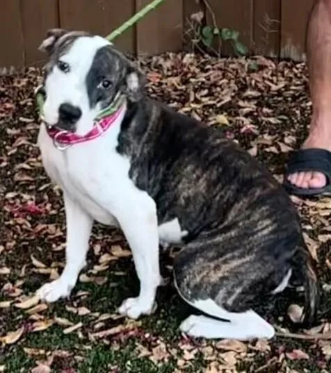 An adult medium-sized female Terrier dog named Phoebe for adoption in Dallas, TX