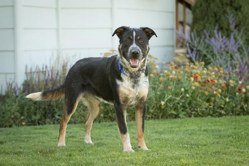 A young large-sized male Tricolor (Brown, Black, & White) Border Collie dog named Dozer for adoption in Bend, OR
