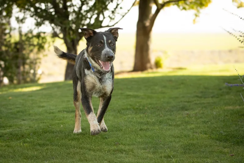 Dozer thumbnail 2