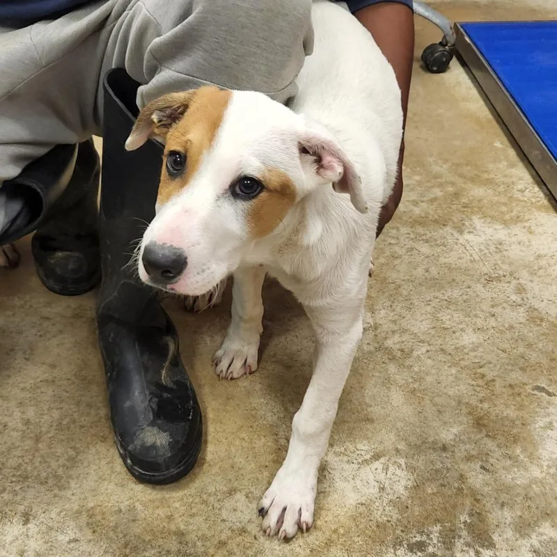 A baby medium-sized male White / Cream Hound dog named Jack U for adoption in Tupelo, MS