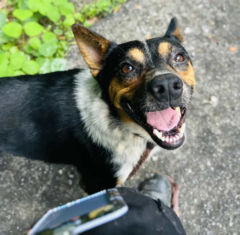 An adult medium-sized male Tricolor (Brown, Black, & White) Australian Shepherd dog named Weston for adoption in Cedarburg, WI