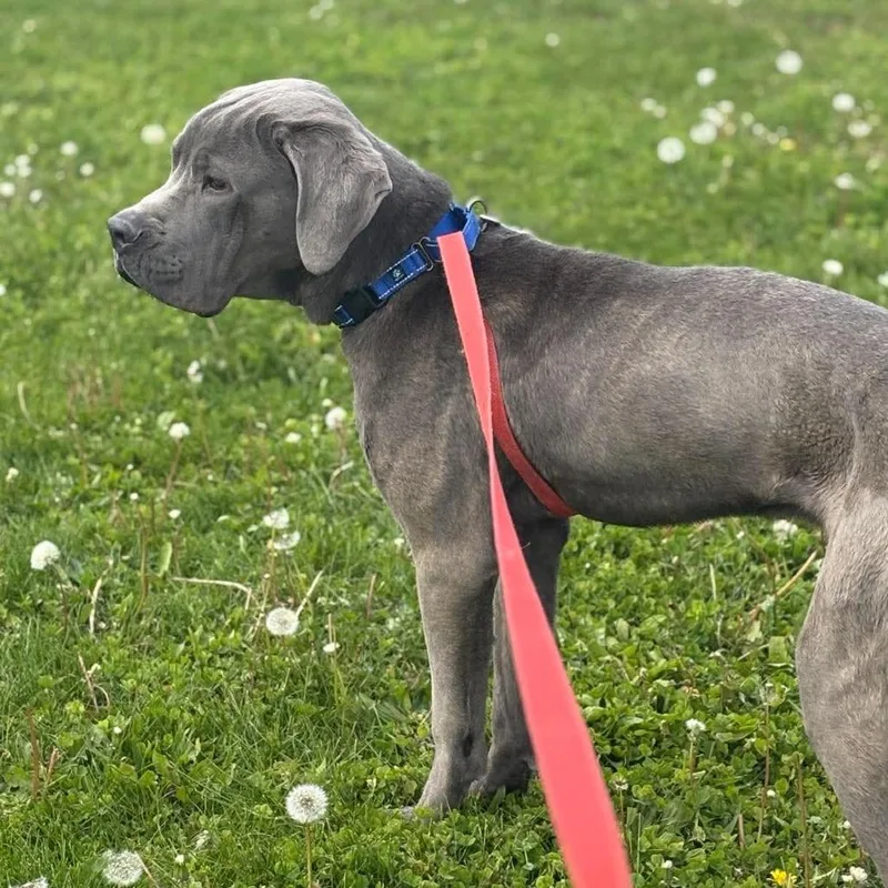 An adult small-sized male Gray / Blue / Silver Mixed Breed dog named Sterling for adoption in Prairie du Chien, WI