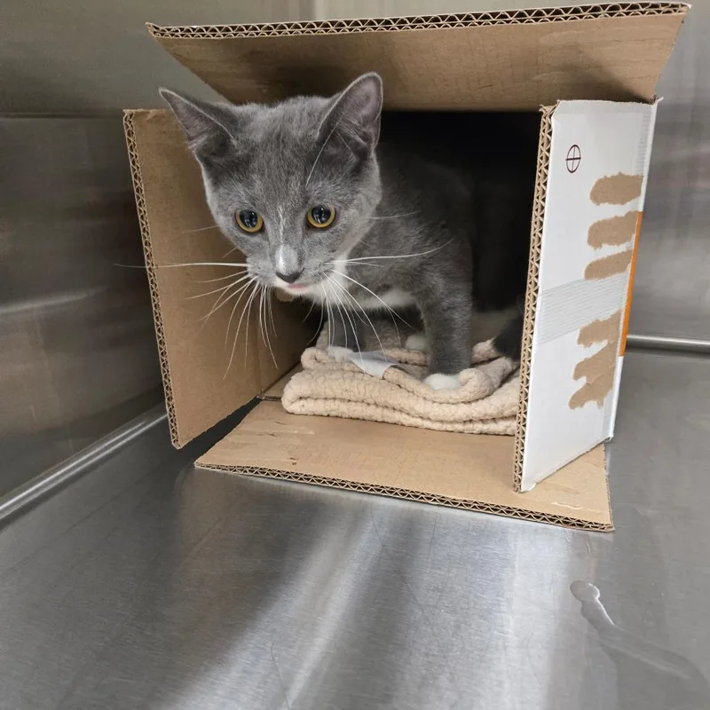 A young medium-sized female Gray / Blue / Silver Domestic Short Hair cat named Indigo for adoption in East Smithfield , PA