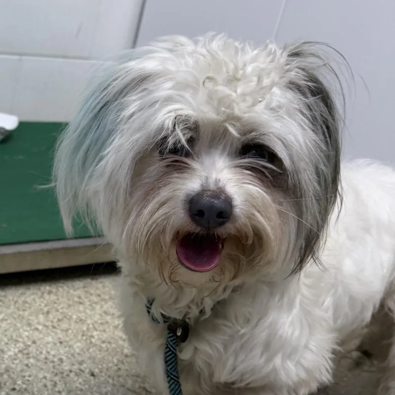 An adult small-sized male Shih Tzu dog named MONTStray for adoption in Perkiomenville, PA