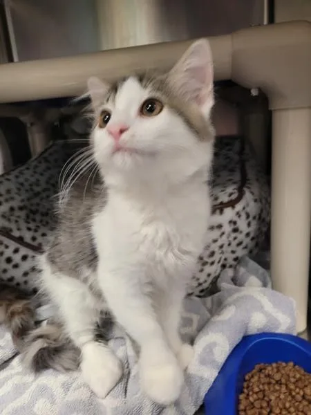 A baby medium-sized male Domestic Medium Hair cat named Honeycrisp for adoption in Millersville, MD