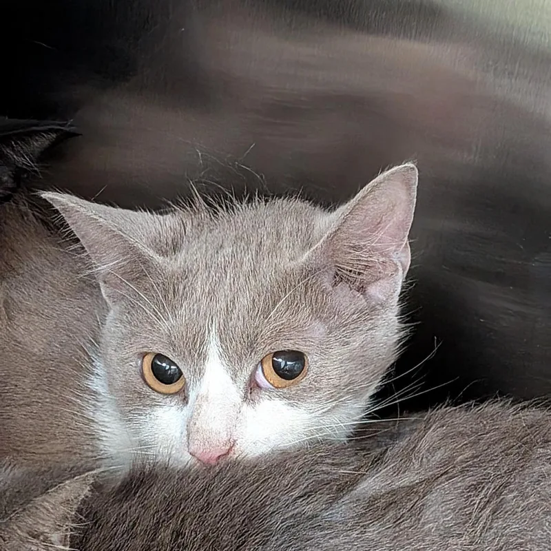 A young medium-sized female Gray / Blue / Silver Domestic Short Hair cat named Sailor Cat Gertrude for adoption in Tacoma, WA
