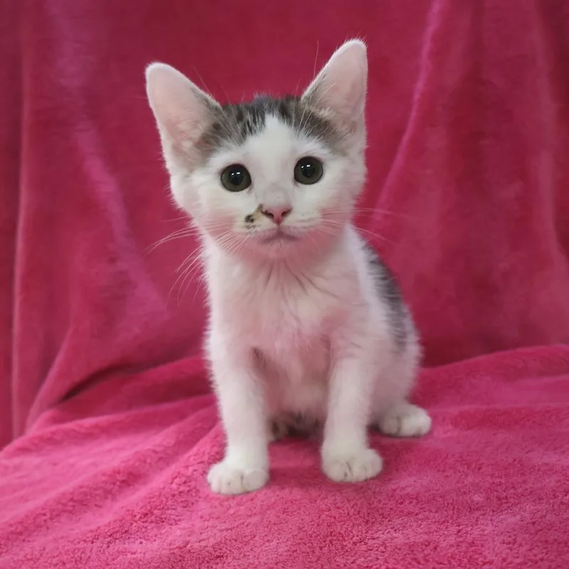 A baby small-sized female Brown / Chocolate Domestic Short Hair cat named Elsie for adoption in Saint Charles, MO
