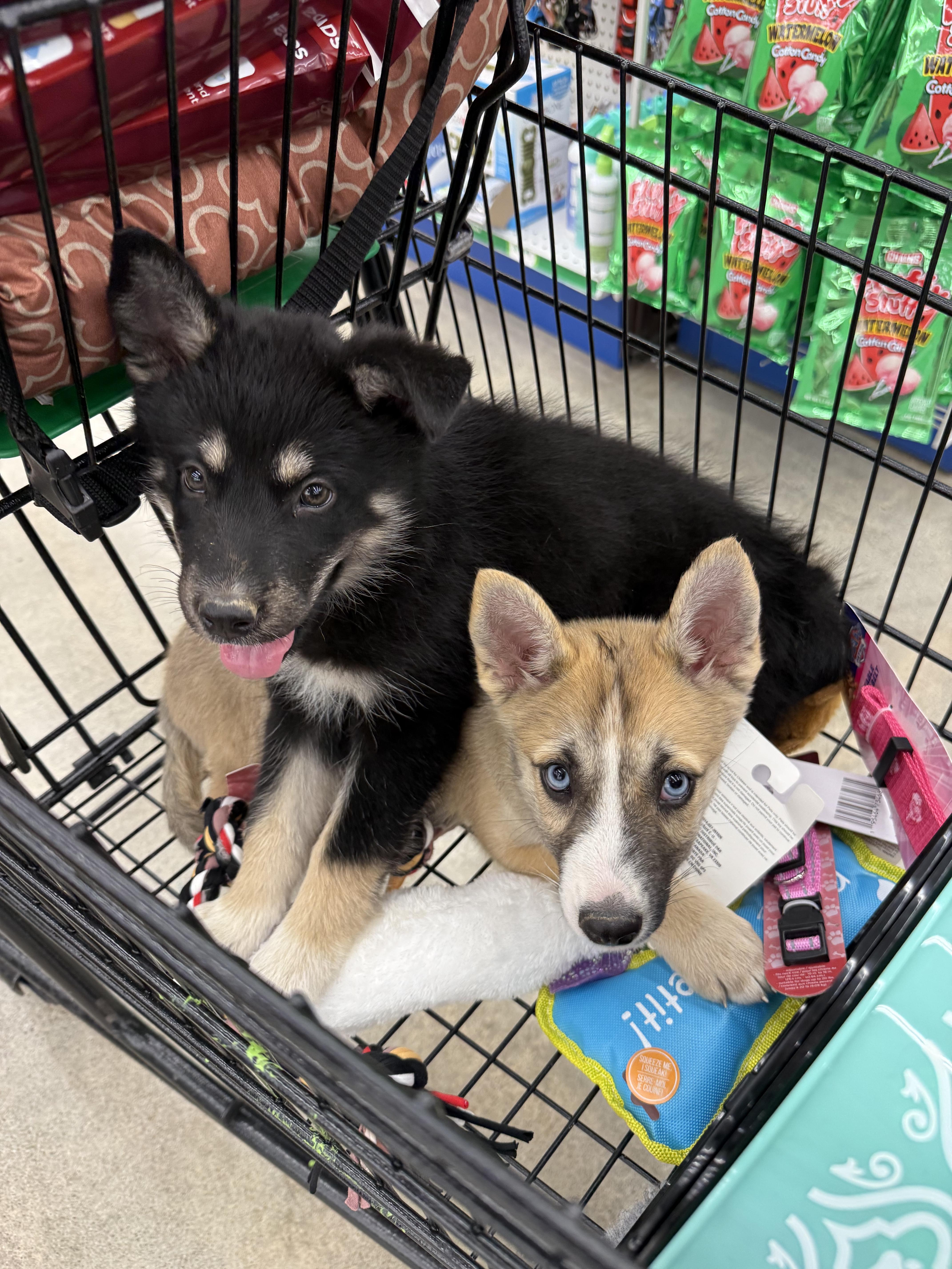 A baby medium-sized female Apricot / Beige Siberian Husky dog named Winter for adoption in South Pasadena, CA