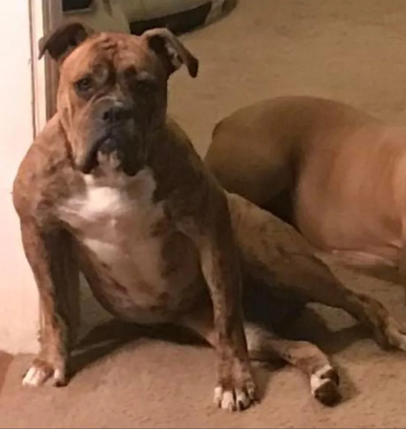 Stella & Peanut thumbnail 2