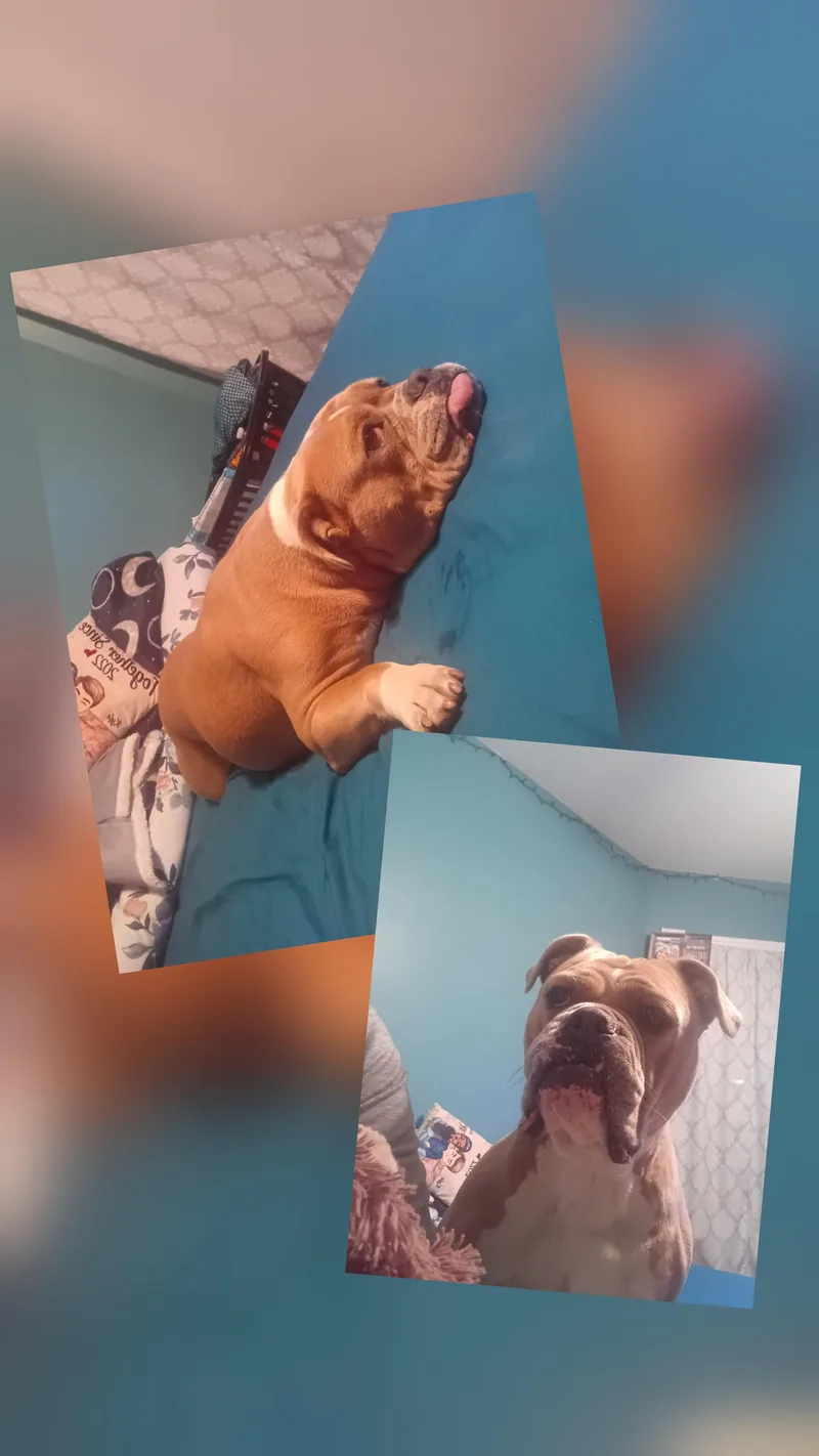 Stella & Peanut thumbnail 3