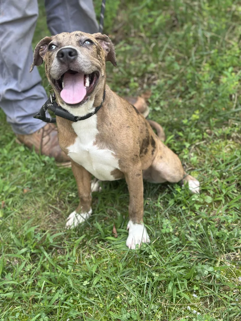 A young medium-sized female Brindle Terrier dog named Mystic for adoption in Meherrin, VA