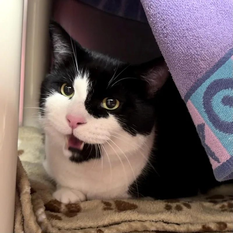 An adult extra large-sized male Black Domestic Short Hair cat named Clyde for adoption in Springfield, MA
