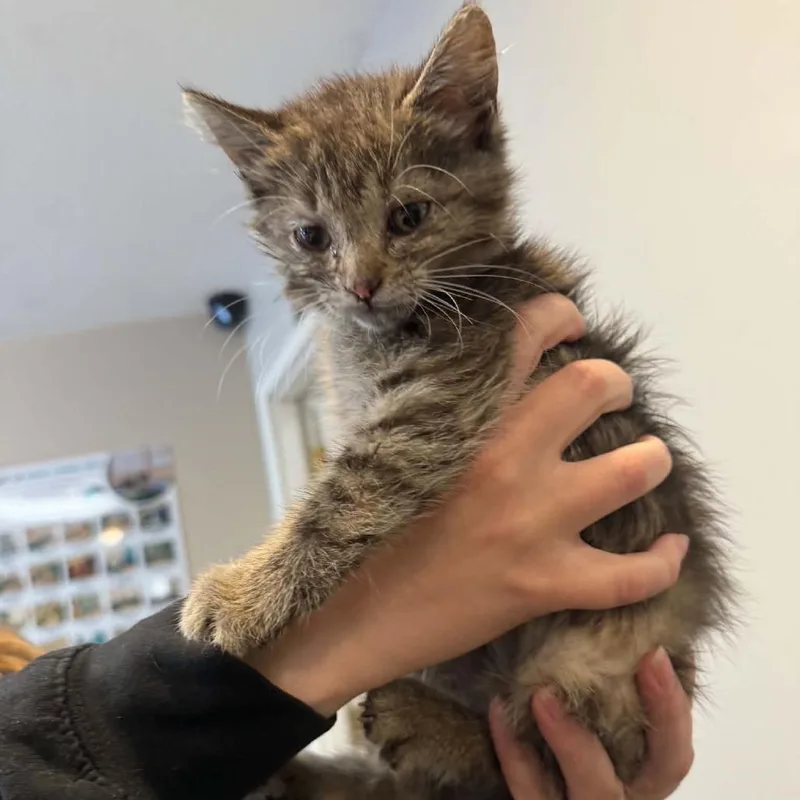 A baby small-sized female Brown / Chocolate Domestic Medium Hair cat named Shirley Ann C for adoption in Princeton, MN