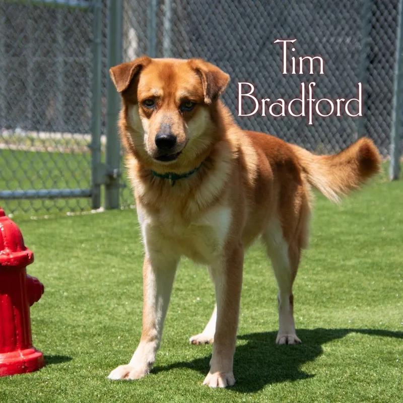 Tim Bradford thumbnail 3