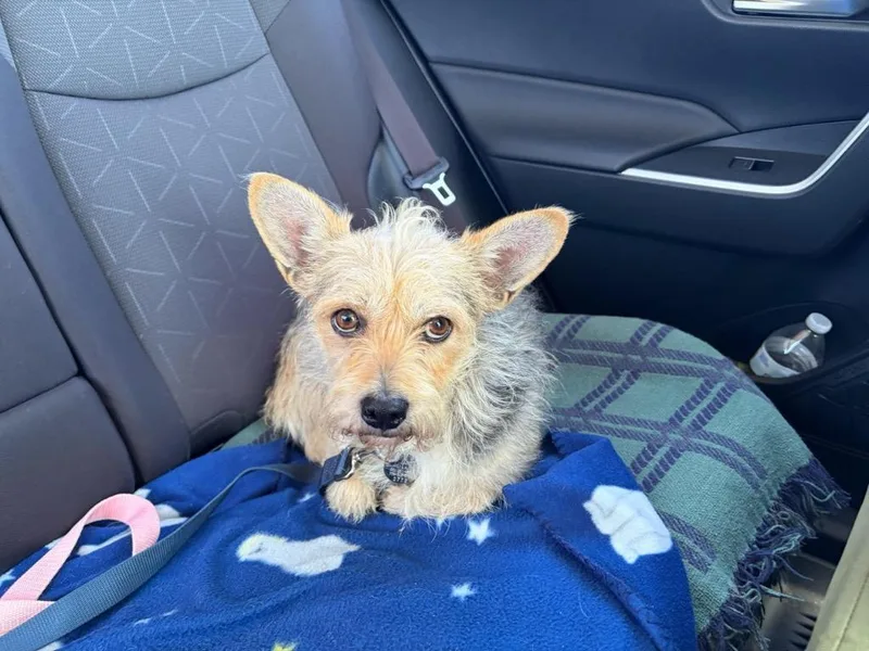 An adult medium-sized male Cairn Terrier dog named Waldo for adoption in Reno, NV