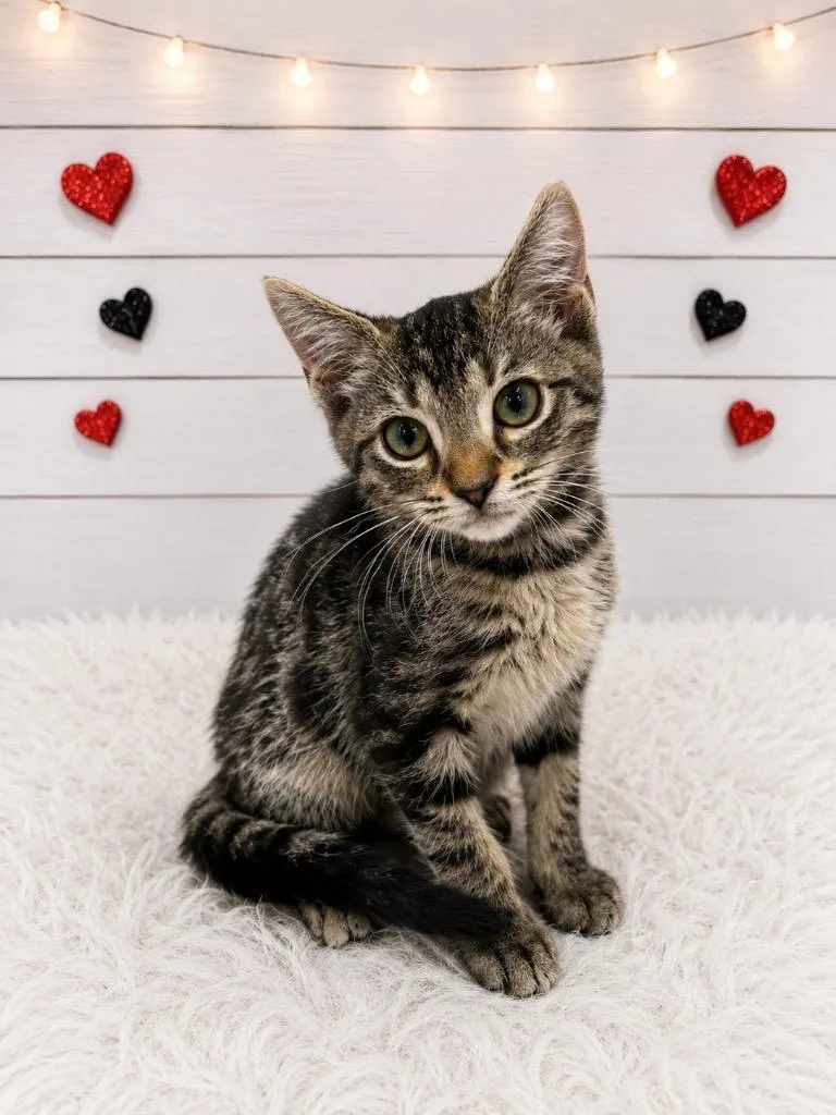 A baby small-sized male Domestic Short Hair cat named Aquaman for adoption in Corpus Christi, TX