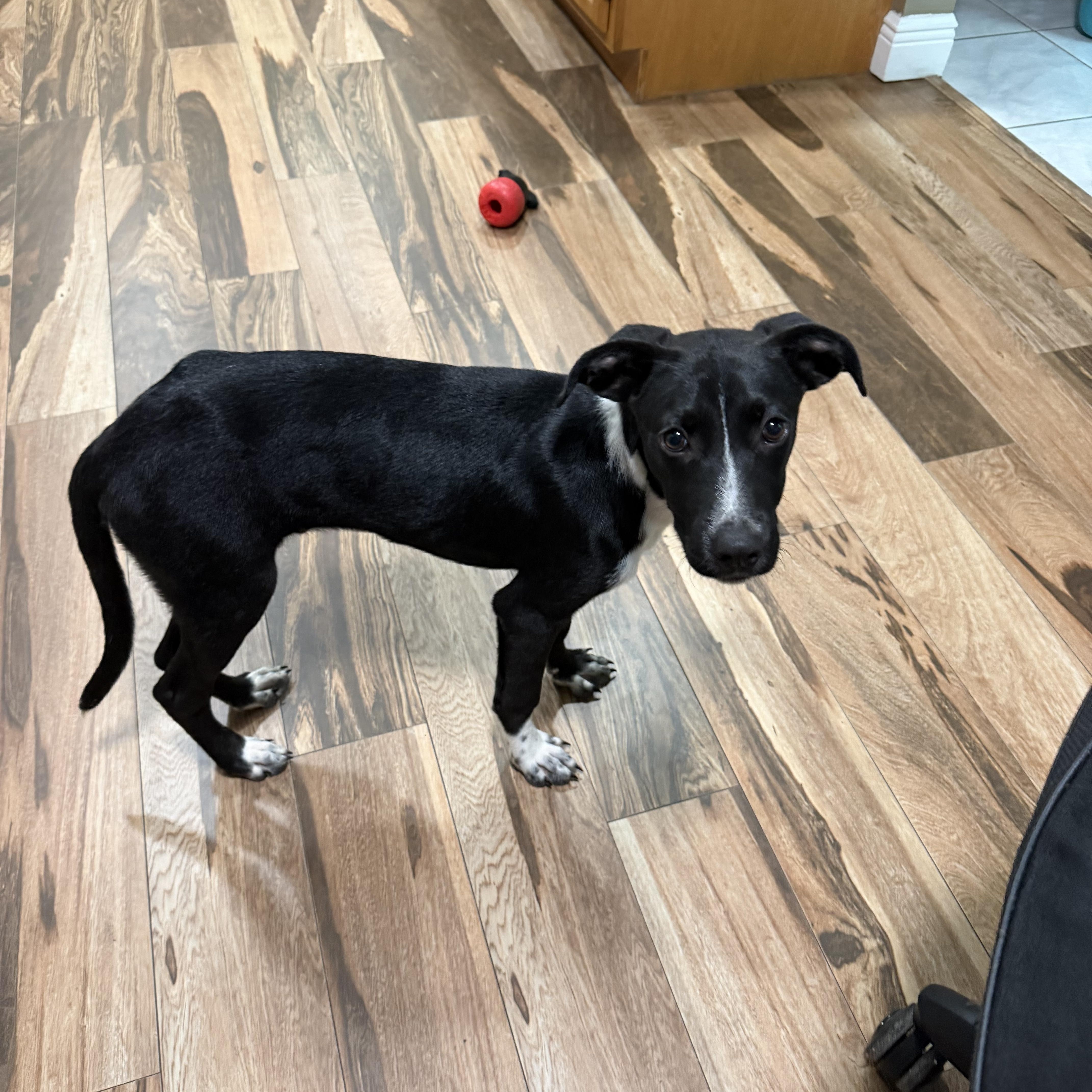 A baby medium-sized male Black Labrador Retriever dog named Robin for adoption in Port Saint Lucie, FL