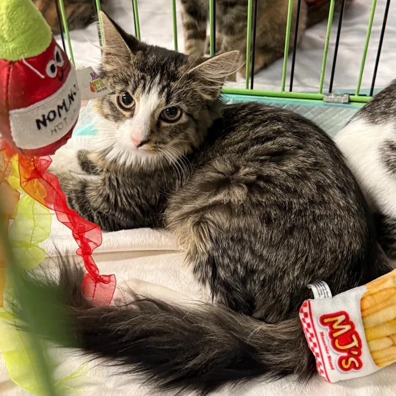 A baby small-sized female Domestic Long Hair cat named Catalina for adoption in Pasadena , MD