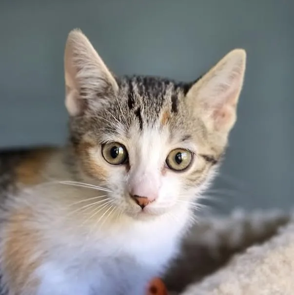 A baby medium-sized female Torbie Domestic Short Hair cat named Sally for adoption in Wilmington, NC