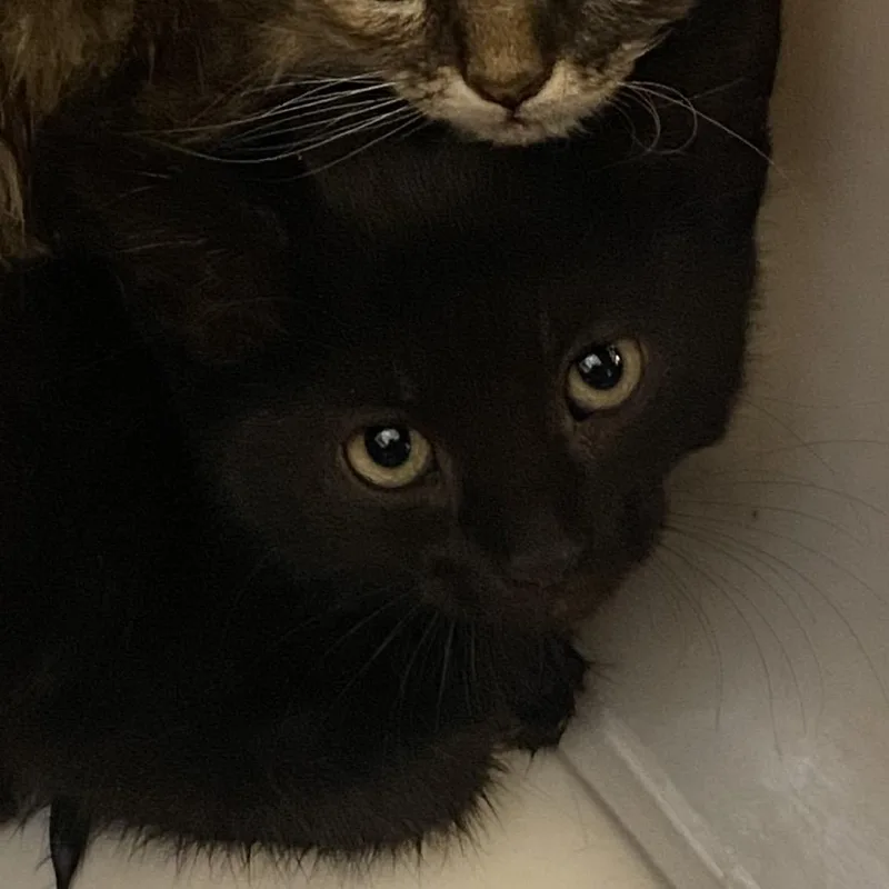 A baby small-sized male Black Domestic Short Hair cat named Tweezer for adoption in Rifle, CO