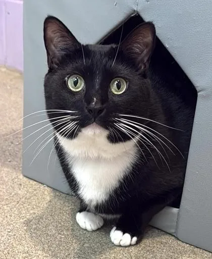 A young large-sized male Domestic Short Hair cat named Karma for adoption in Palm Coast, FL