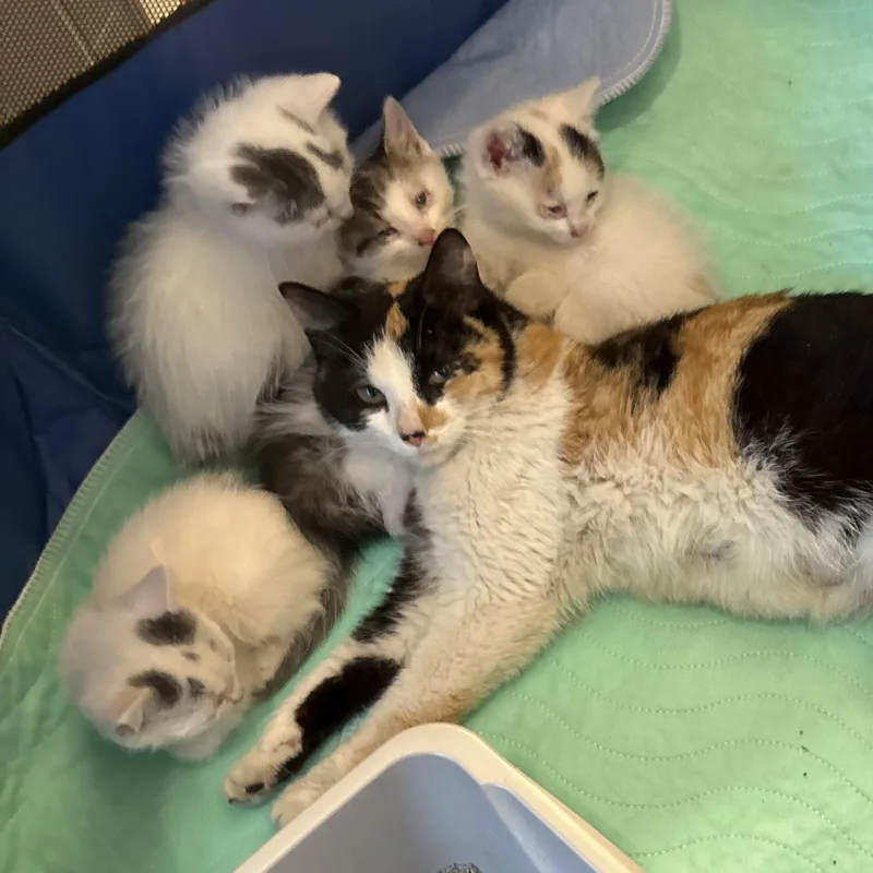 A baby medium-sized male White Turkish Van cat named Liam for adoption in Columbus, OH