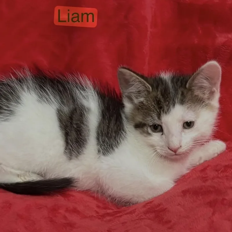 Liam thumbnail 4