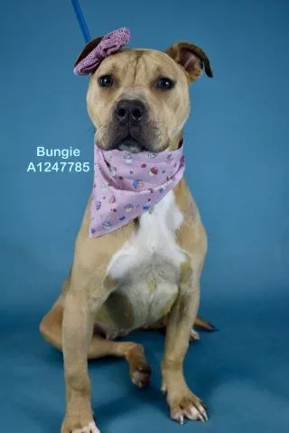 A young medium-sized female Pit Bull Terrier dog named Bungie for adoption in Bakersfield, CA