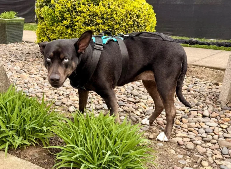 Shadow  Sponsored By thumbnail 2