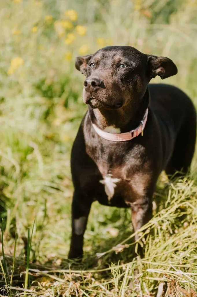 Shadow  Sponsored By thumbnail 3