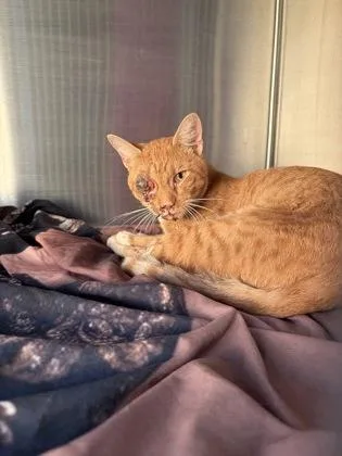 An adult large-sized male Domestic Short Hair cat named Moe for adoption in Atlanta, GA