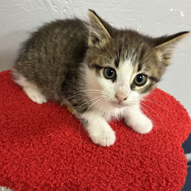 Greenbean thumbnail 2