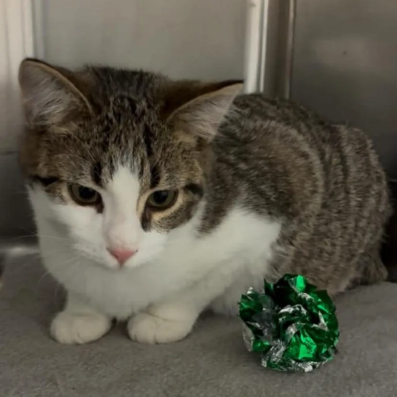 Greenbean thumbnail 3