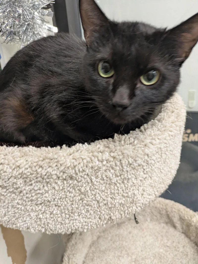 An adult medium-sized male Black Domestic Short Hair cat named Fendi for adoption in Island Lake, IL
