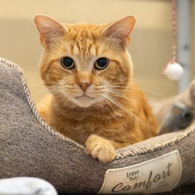 Dale Gribble thumbnail 2