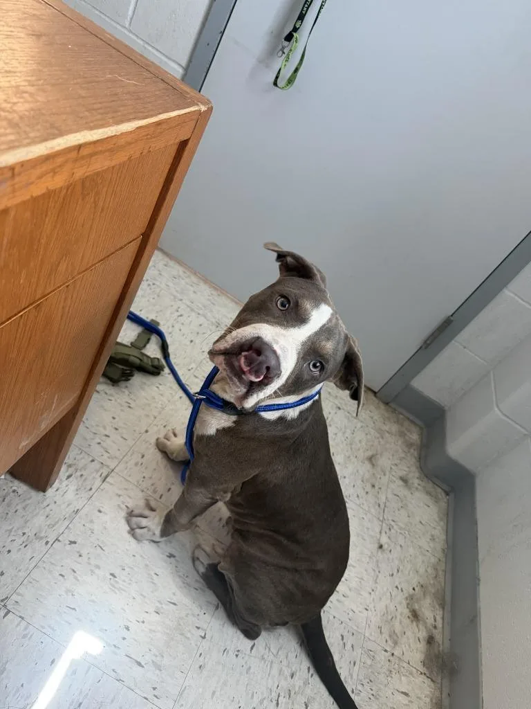 A young medium-sized male Pit Bull Terrier dog named Theo for adoption in Humble, TX